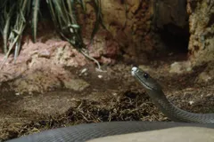 Black Mamba in natural habitat
