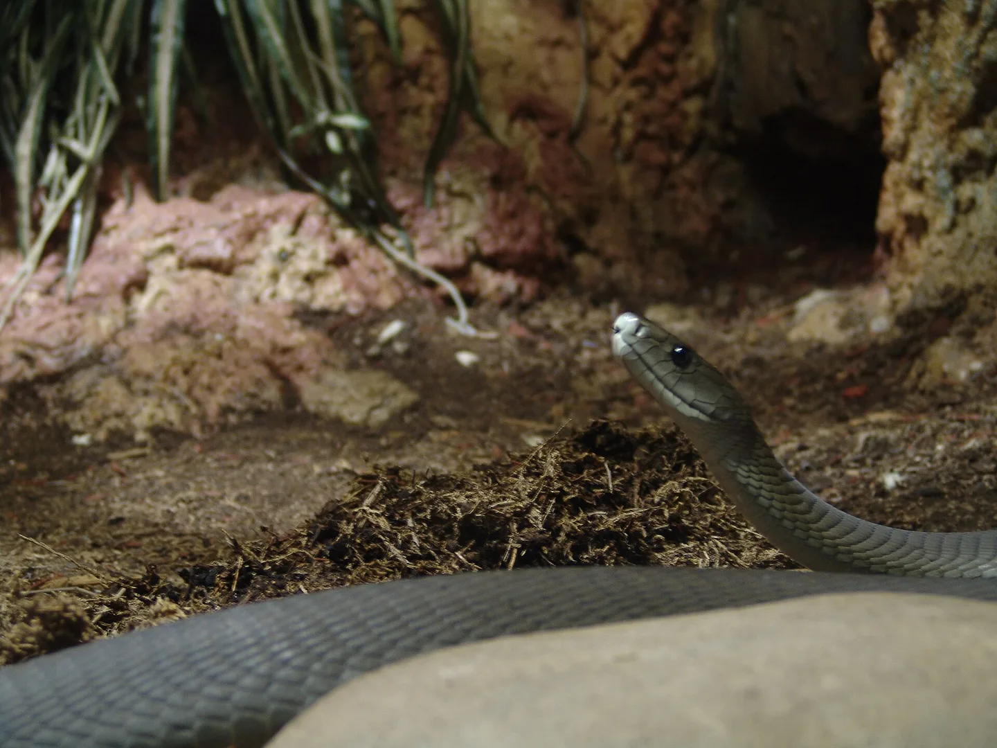 Black Mamba in natural habitat