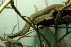 Black Mamba in natural habitat