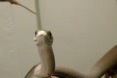 Black Mamba in natural habitat