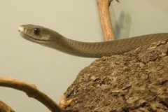 Black Mamba in natural habitat
