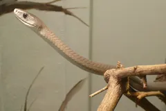 Black Mamba in natural habitat