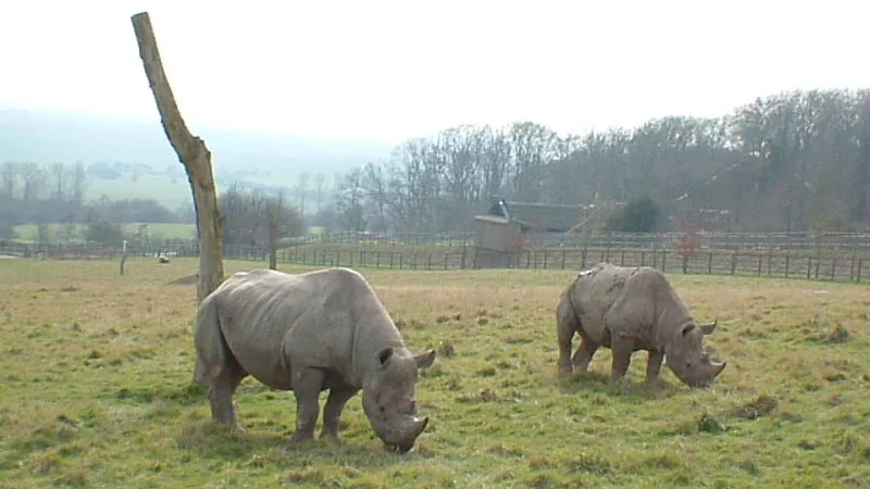 Black Rhinoceros in natural habitat