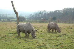 Black Rhinoceros in natural habitat