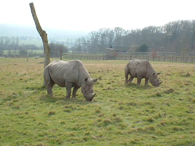 Black Rhinoceros in natural habitat