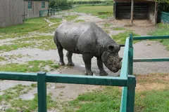 Black Rhinoceros in natural habitat