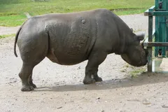 Black Rhinoceros in natural habitat