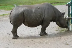 Black Rhinoceros in natural habitat