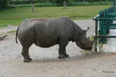 Black Rhinoceros in natural habitat