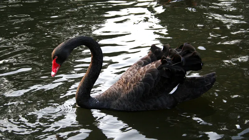 Black swan gliding gracefully across tranquil Australian wetland waters