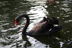 Black swan gliding gracefully across tranquil Australian wetland waters