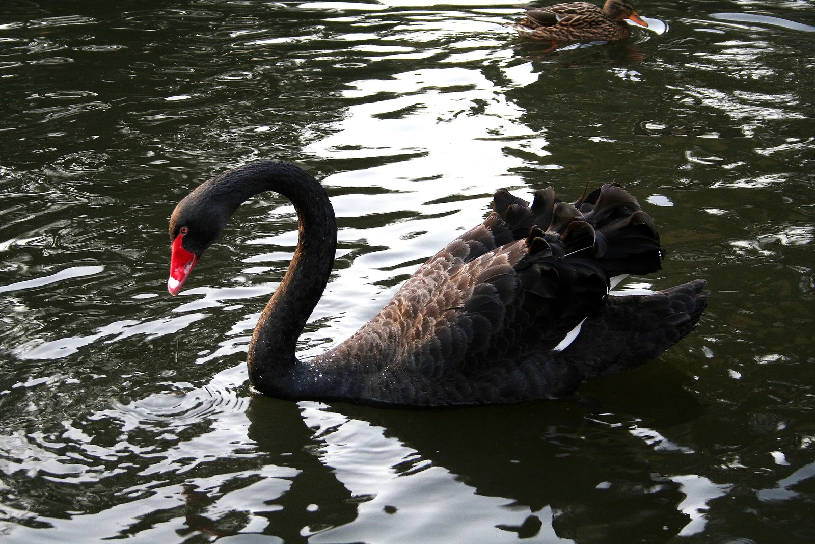 Black swan gliding gracefully across tranquil Australian wetland waters