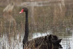 Black swan showing bright crimson red bill and ruffled curly black plumage