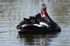 Pair of black swans swimming in synchrony with graceful S-curved necks