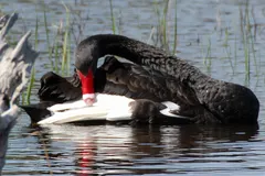 Black swan lifting wings to reveal stark white primary flight feathers