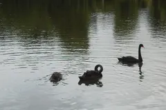 Family of black swans with cygnets swimming along reed-lined estuary shore