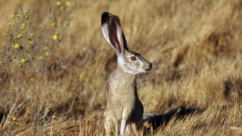 Black-tailed jackrabbit sitting upright in dry golden grass, its long ears raised