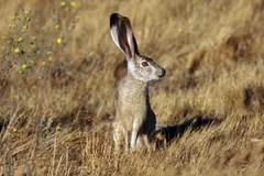 Black-Tailed Jackrabbit