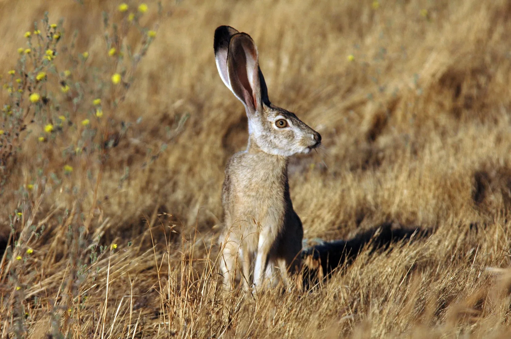 Black-Tailed Jackrabbit