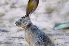 Black-tailed jackrabbit sitting on pale sandy ground with its tall ears up