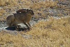 Black-tailed jackrabbit crouched low on dry grass with its ears laid back
