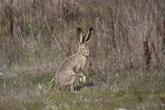 Black-tailed jackrabbit standing on its hind legs in a grassy field