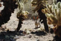 Black-tailed jackrabbit peering out from behind spiny cholla cactus