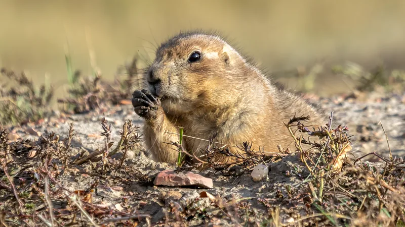 Prairie dog leaning out of its burrow mound, nibbling a stem held in both paws