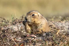 Black-Tailed Prairie Dog