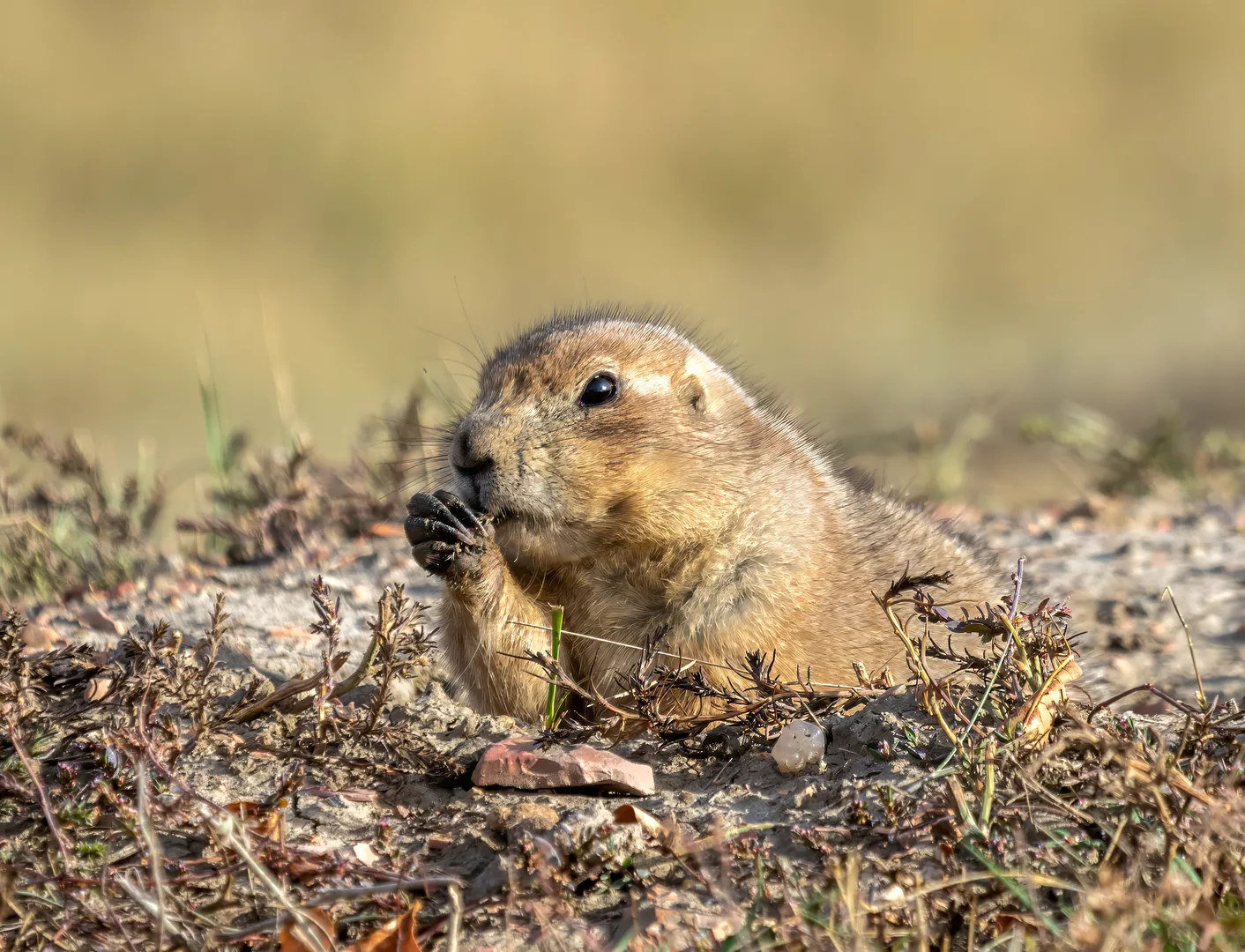Black-Tailed Prairie Dog