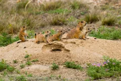 Six prairie dogs on a bare earth mound around an open burrow entrance