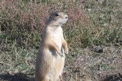 Prairie dog standing bolt upright on its hind legs, forepaws tucked to its chest