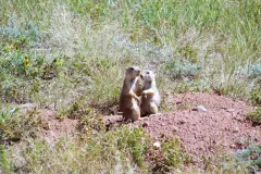 Two prairie dogs touching noses at the edge of a bare earth burrow mound