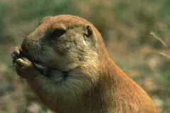 Prairie dog sitting upright on grass, nibbling a stem gripped in both forepaws