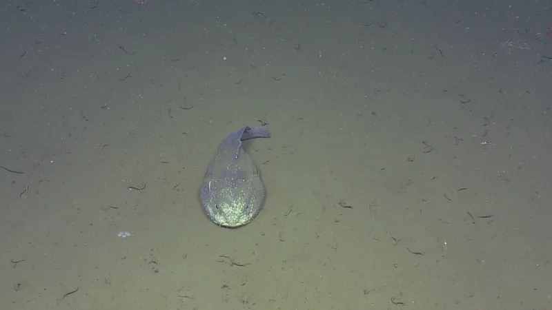 Live adult blob sculpin resting on the rocky seafloor in Cordell Bank National Marine Sanctuary