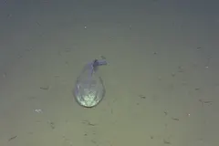 Live adult blob sculpin resting on the rocky seafloor in Cordell Bank National Marine Sanctuary