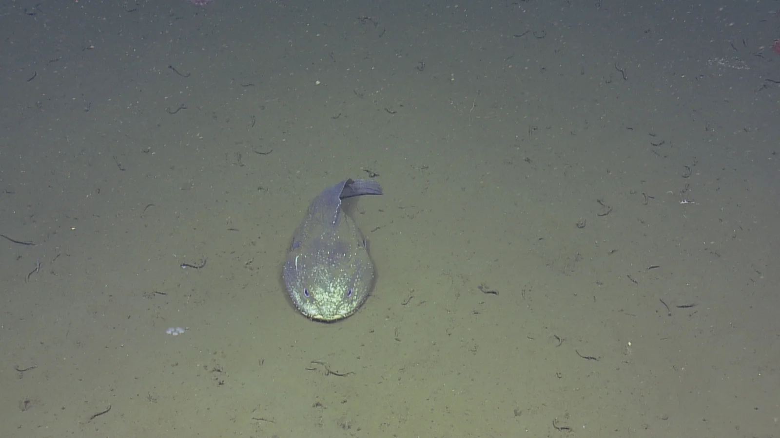 Live adult blob sculpin resting on the rocky seafloor in Cordell Bank National Marine Sanctuary