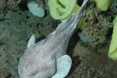 Deep-sea blob sculpin resting beside a yellow Picasso sponge on Davidson Seamount