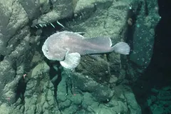 Adult Psychrolutes phrictus hovering above deep rocky substrate on Davidson Seamount