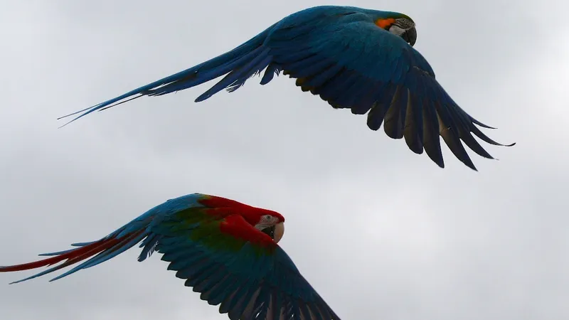 Blue-and-yellow macaw in flight displaying vibrant cyan wings and golden underbelly