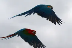 Blue-and-yellow macaw in flight displaying vibrant cyan wings and golden underbelly