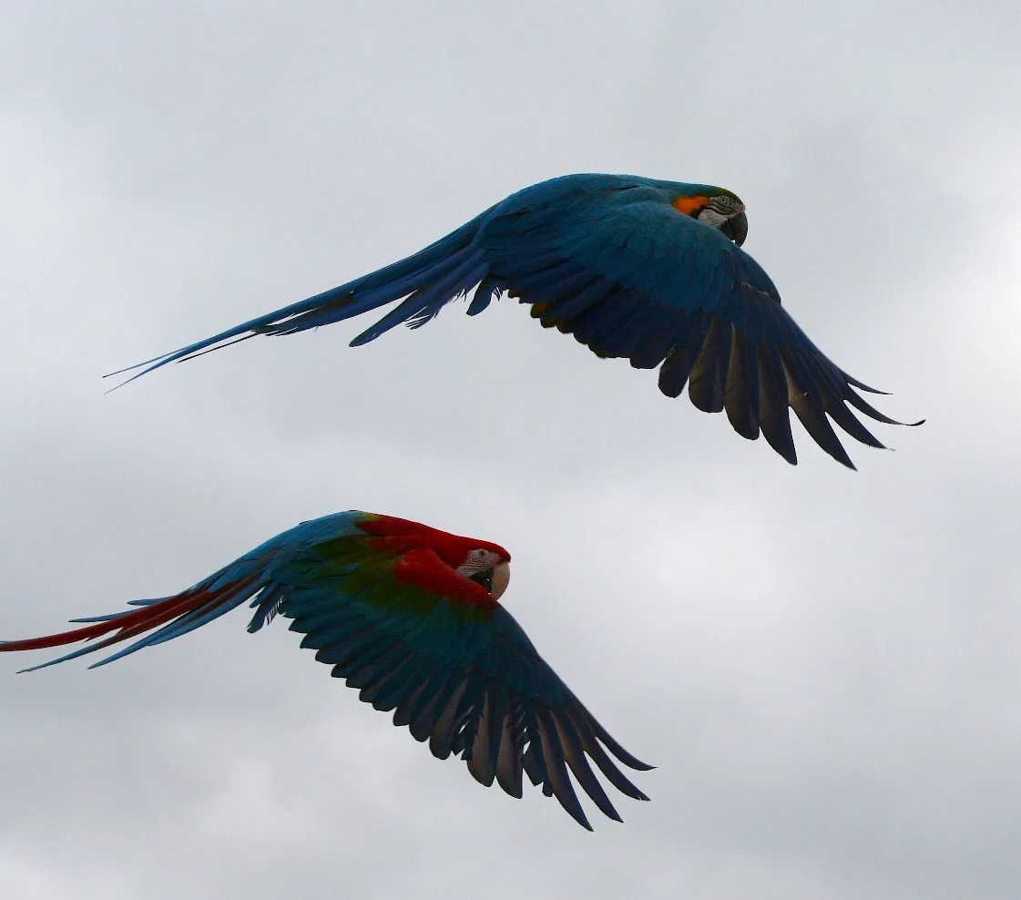 Blue-and-yellow macaw in flight displaying vibrant cyan wings and golden underbelly