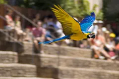 Pair of blue-and-yellow macaws perched together in lush Amazonian rainforest canopy