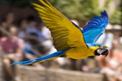 Close-up portrait of blue-and-yellow macaw showing white facial skin and black throat patch