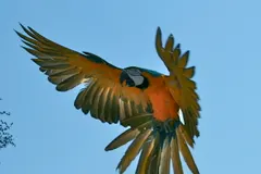 Blue-and-yellow macaws gathering at clay lick mineral wall along riverbank