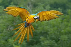 Blue-and-yellow macaw cracking hard tropical palm nut with powerful beak
