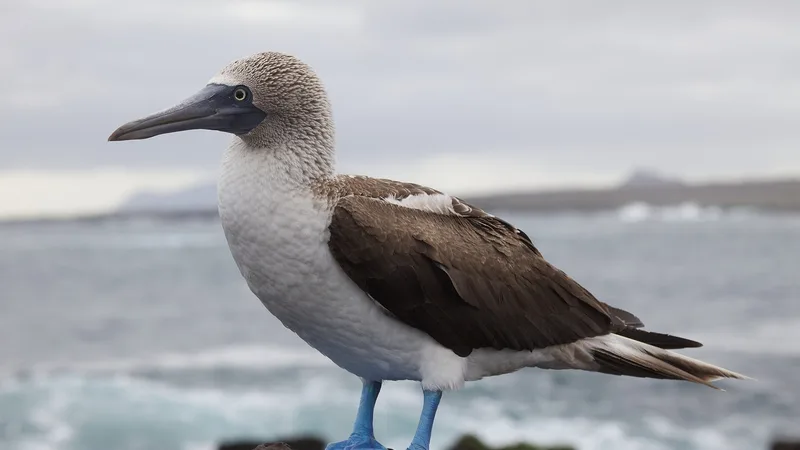 blue footed booby in natural habitat