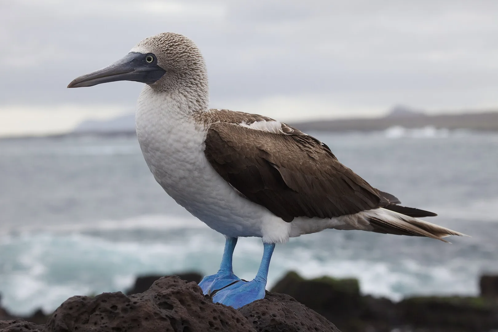 blue footed booby in natural habitat