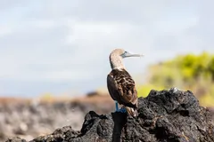 blue footed booby in natural habitat