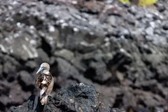blue footed booby in natural habitat